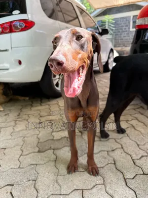 1-3 months Female Purebred Doberman Pinscher