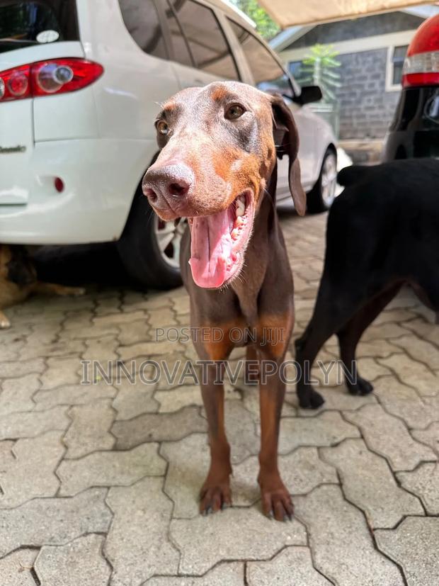 1-3 months Female Purebred Doberman Pinscher