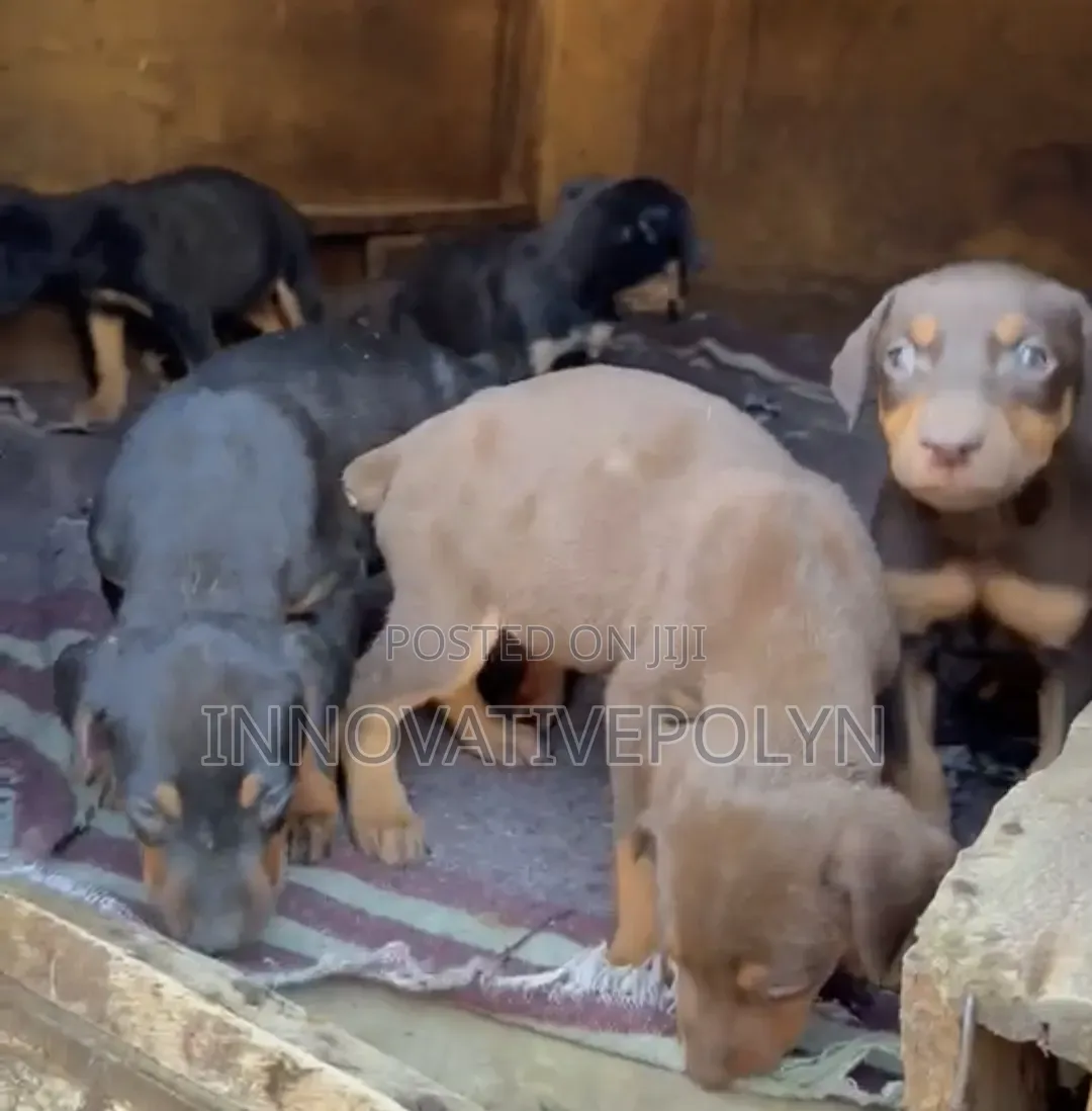 1-3 months Female Purebred Doberman Pinscher