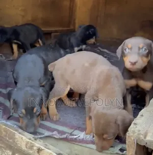 1-3 months Female Purebred Doberman Pinscher