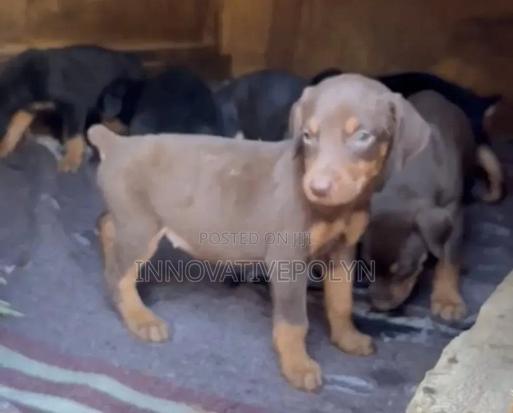 1-3 months Female Purebred Doberman Pinscher