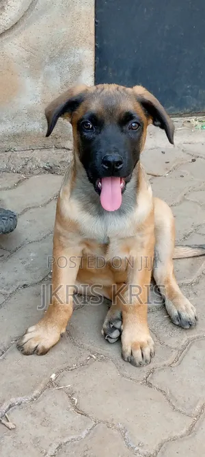 1-3 months Female Mixed Breed Boerboel