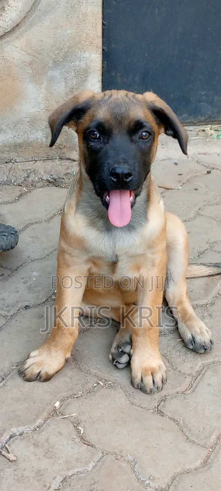 1-3 months Female Mixed Breed Boerboel