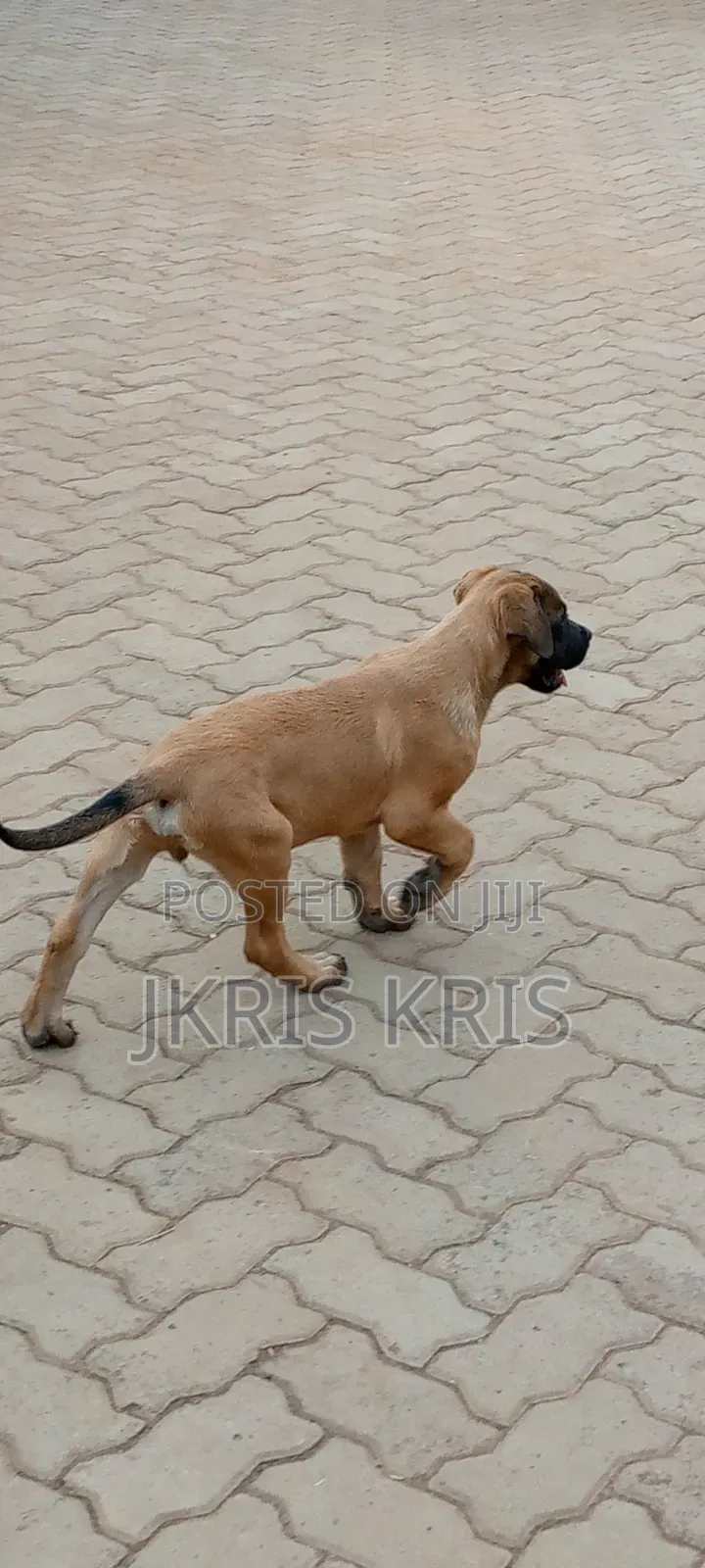 1-3 months Female Mixed Breed Boerboel