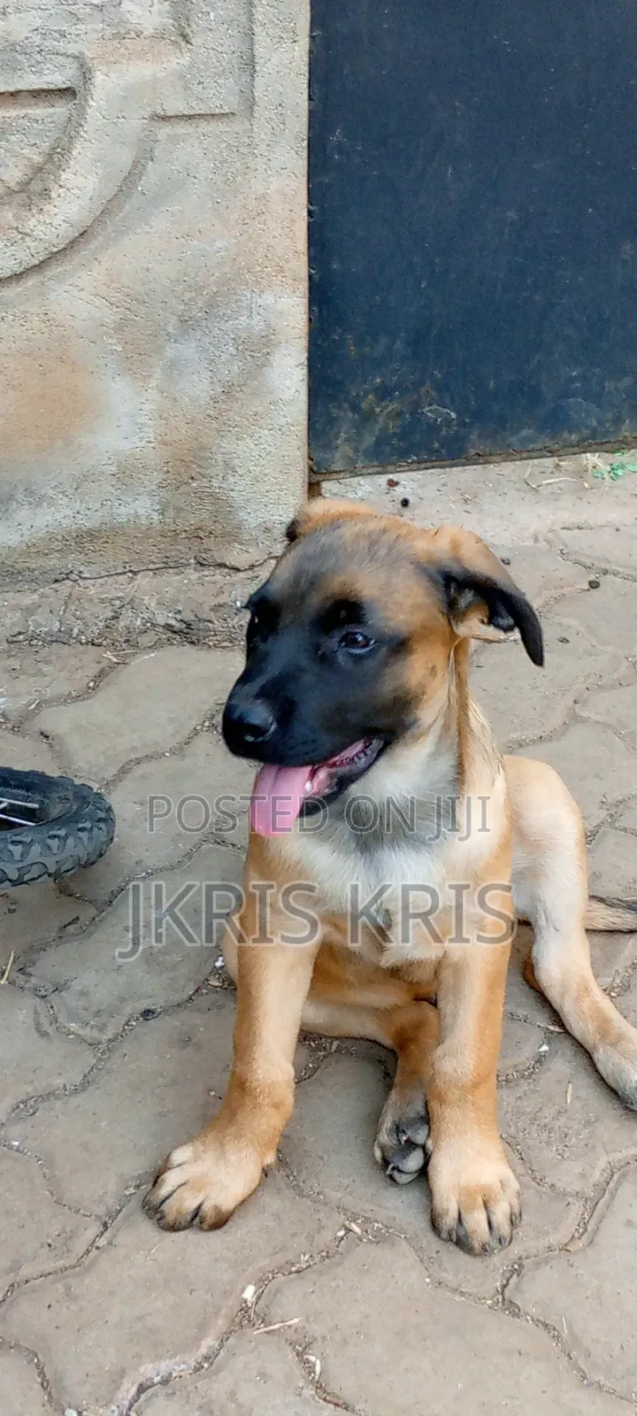 1-3 months Female Mixed Breed Boerboel