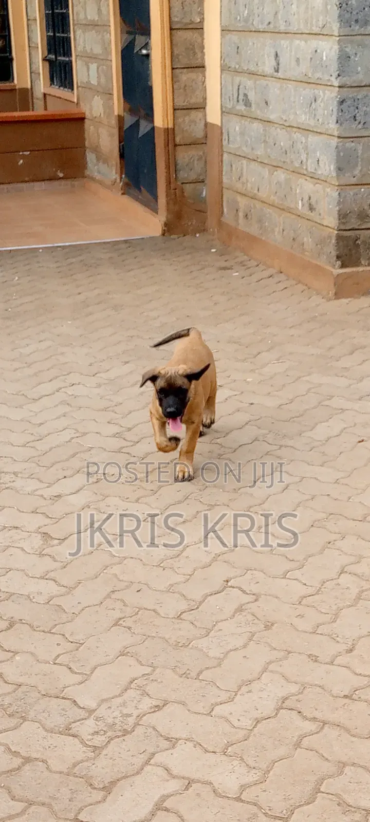 1-3 months Female Mixed Breed Boerboel