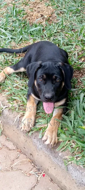 1-3 months Male Mixed Breed Boerboel