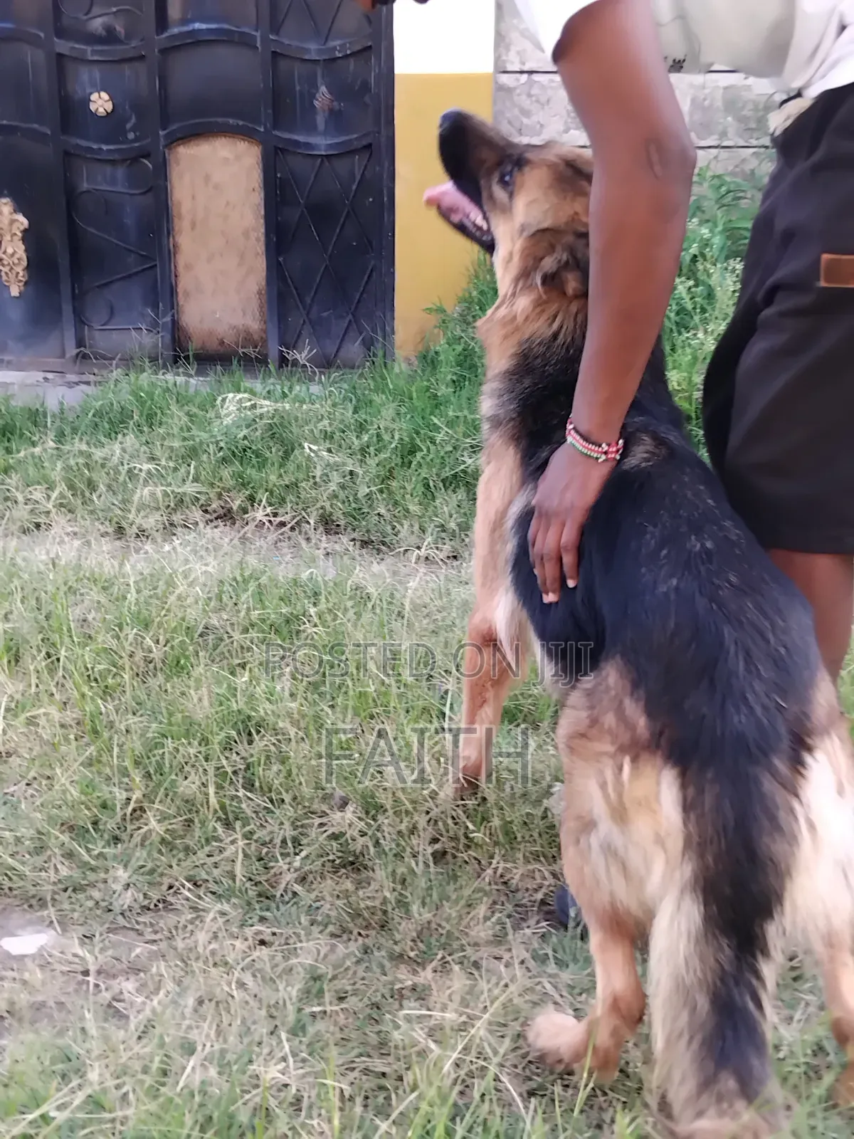 1+ year Female Purebred German Shepherd
