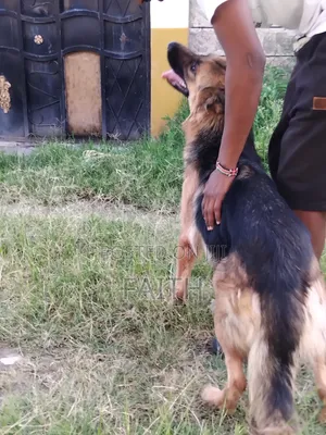 1+ year Female Purebred German Shepherd