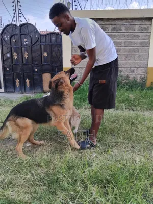 1+ year Female Purebred German Shepherd