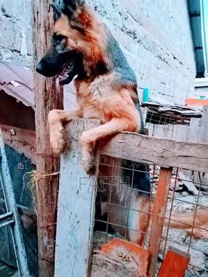 1+ year Female Purebred German Shepherd