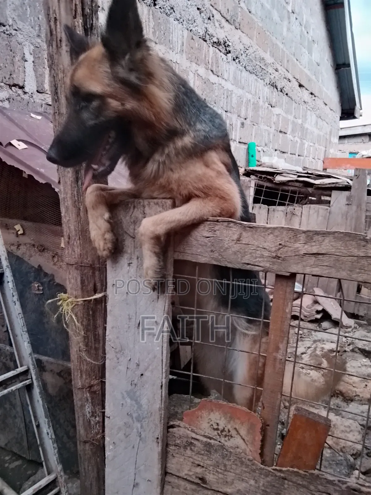 1+ year Female Purebred German Shepherd