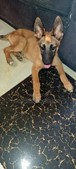 3-6 months Male Mixed Breed Belgian Malinois