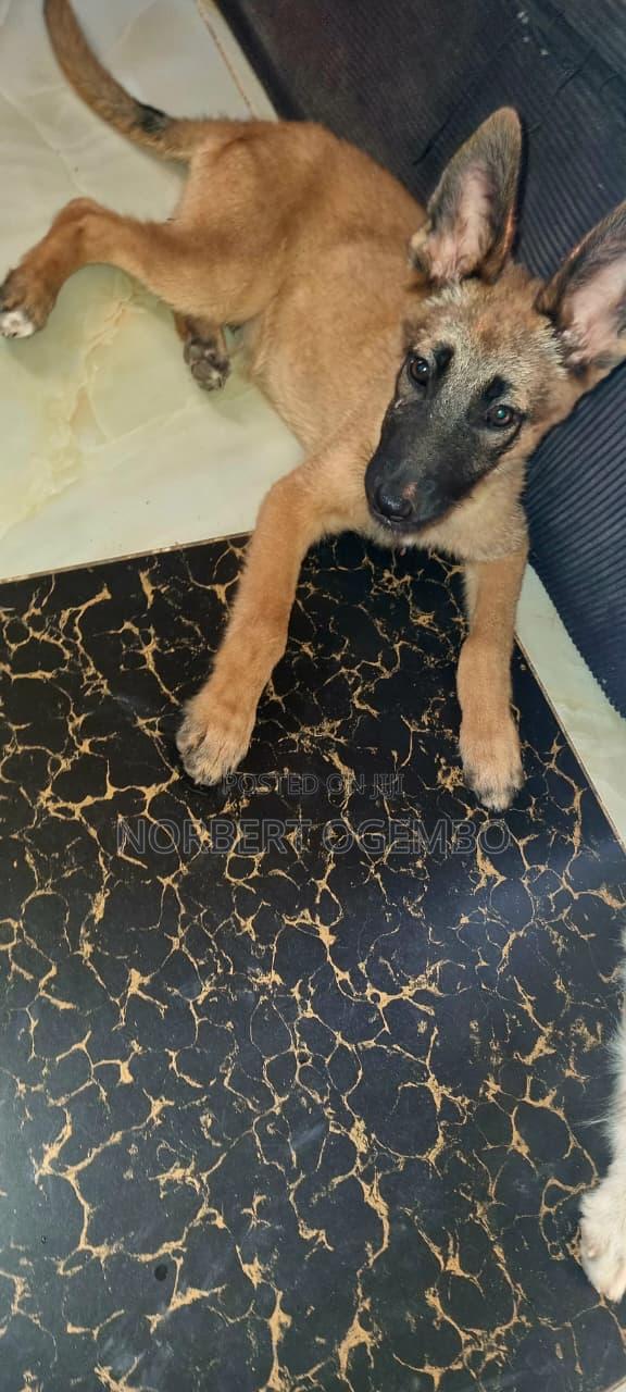 3-6 months Male Mixed Breed Belgian Malinois - thumbnail 2