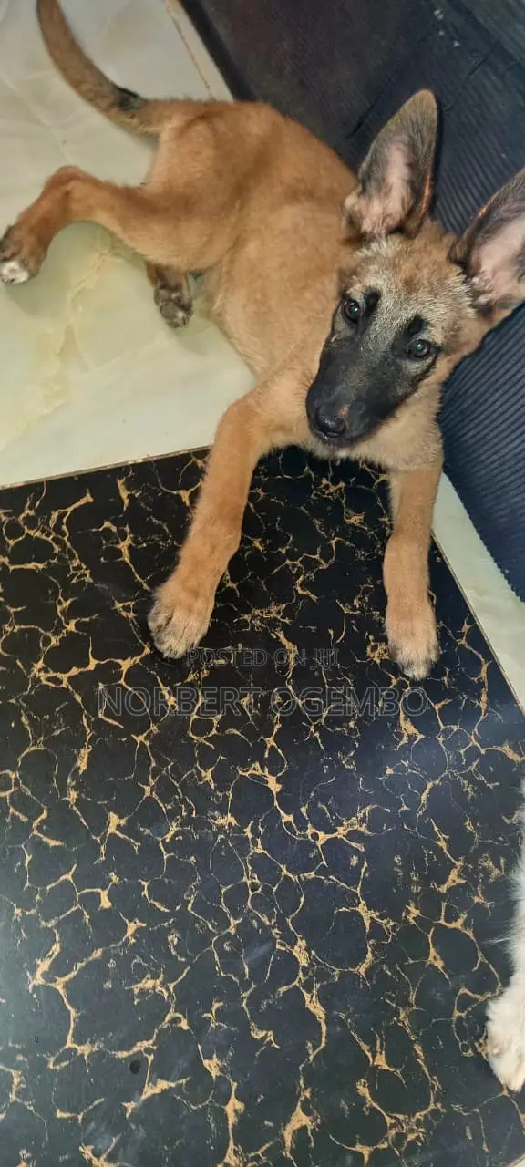 3-6 months Male Mixed Breed Belgian Malinois