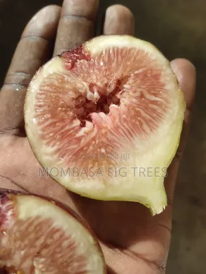 Organic Grown Fig Trees With Fruits Only