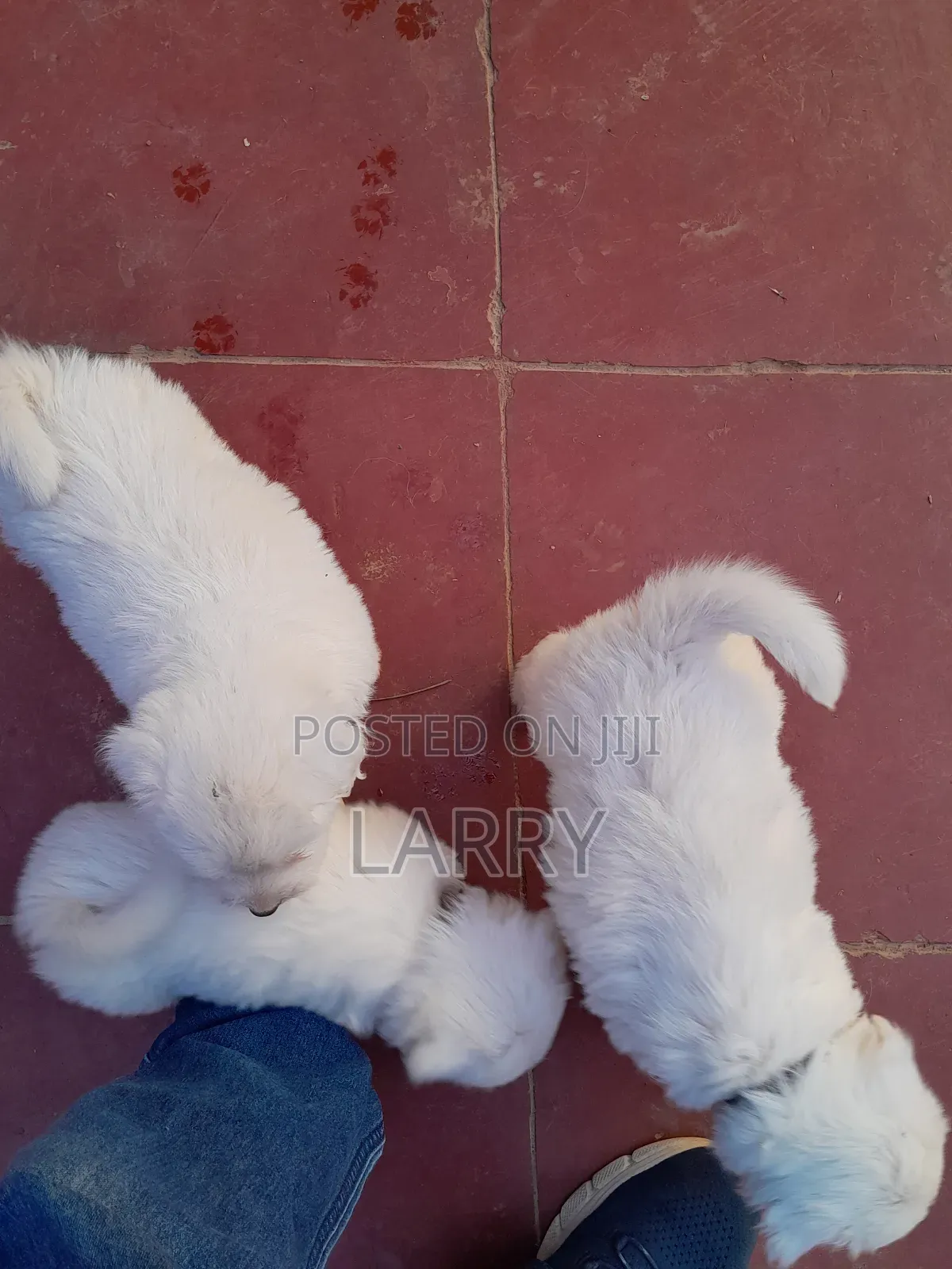 1-3 months Male Purebred Havanese
