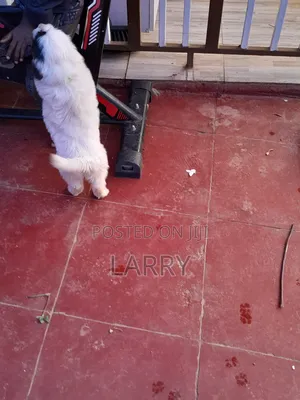1-3 months Male Purebred Havanese