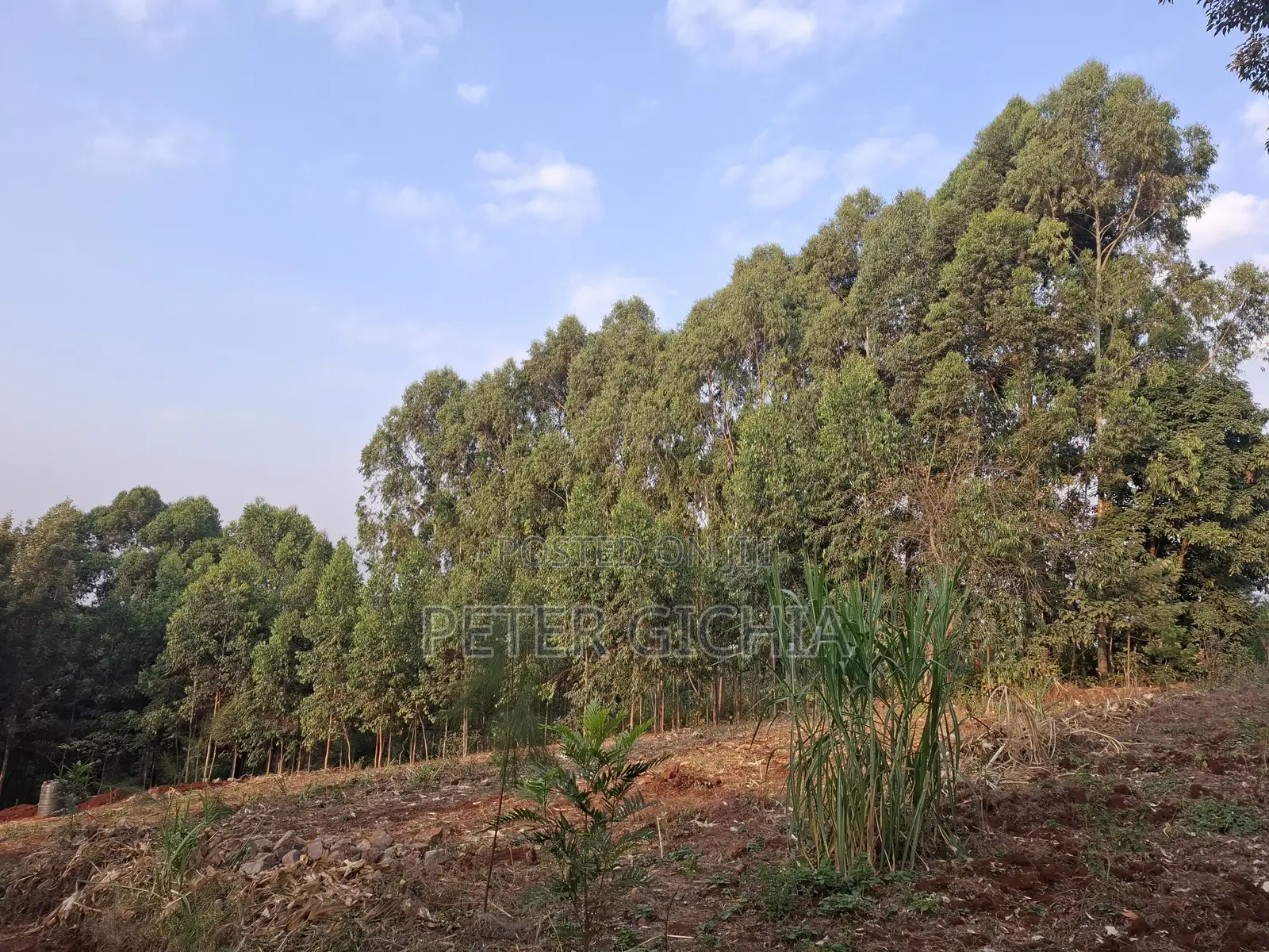205 Construction Wood Props/ Mature Trees for Timber Extraction