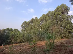 205 Construction Wood Props/ Mature Trees for Timber Extraction