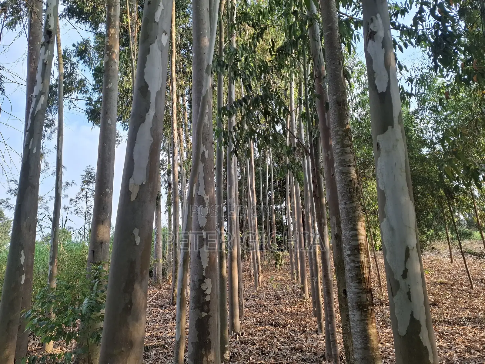 205 Construction Wood Props/ Mature Trees for Timber Extraction