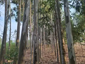 205 Construction Wood Props/ Mature Trees for Timber Extraction