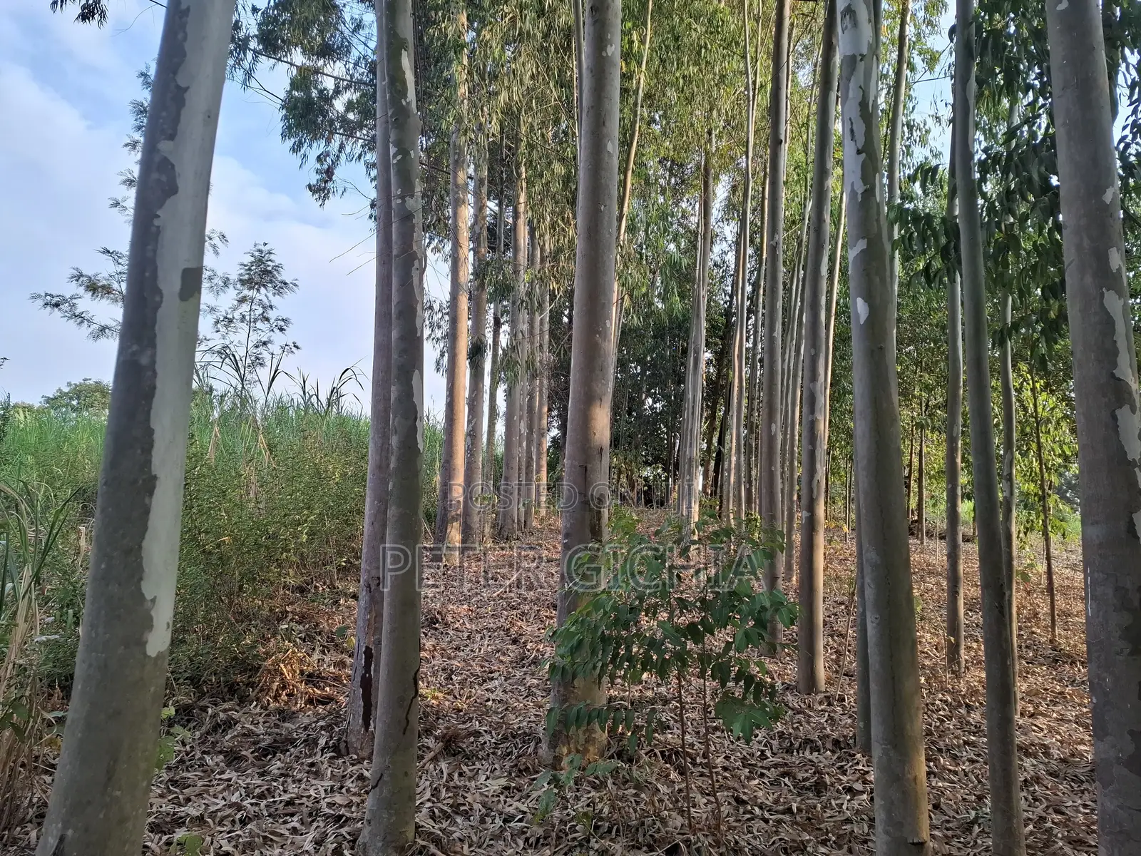 205 Construction Wood Props/ Mature Trees for Timber Extraction