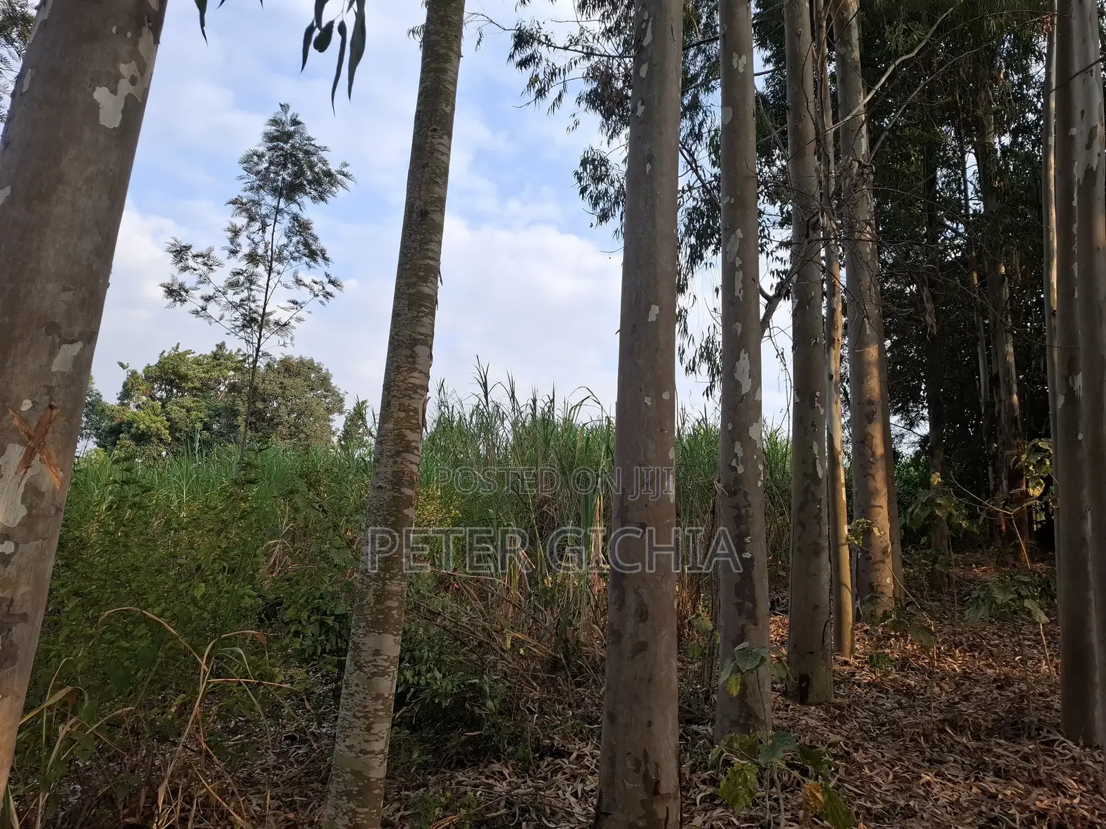 205 Construction Wood Props/ Mature Trees for Timber Extraction
