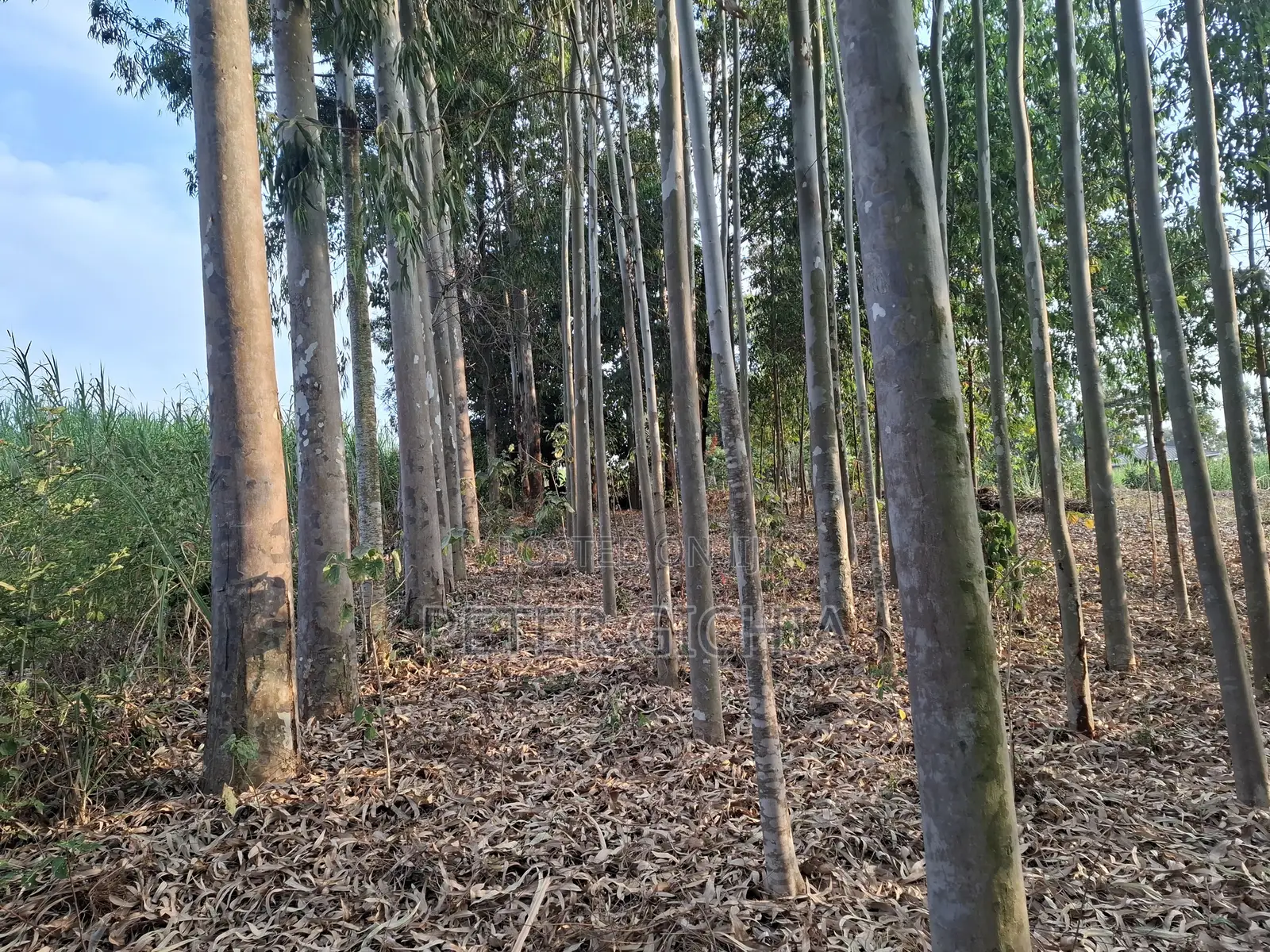 205 Construction Wood Props/ Mature Trees for Timber Extraction