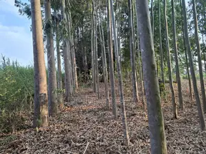 205 Construction Wood Props/ Mature Trees for Timber Extraction