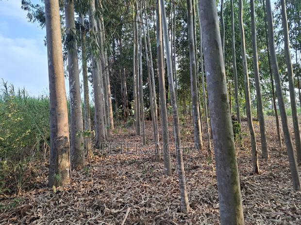 205 Construction Wood Props/ Mature Trees for Timber Extraction - thumbnail 5