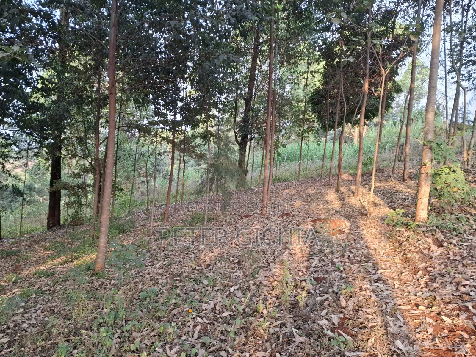 205 Construction Wood Props/ Mature Trees for Timber Extraction