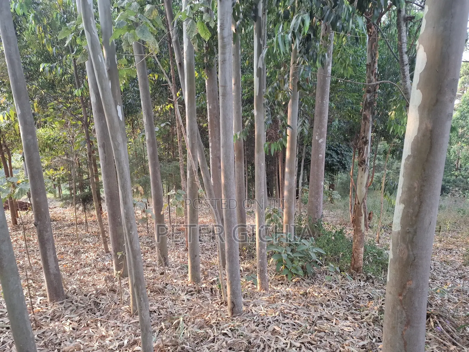 205 Construction Wood Props/ Mature Trees for Timber Extraction