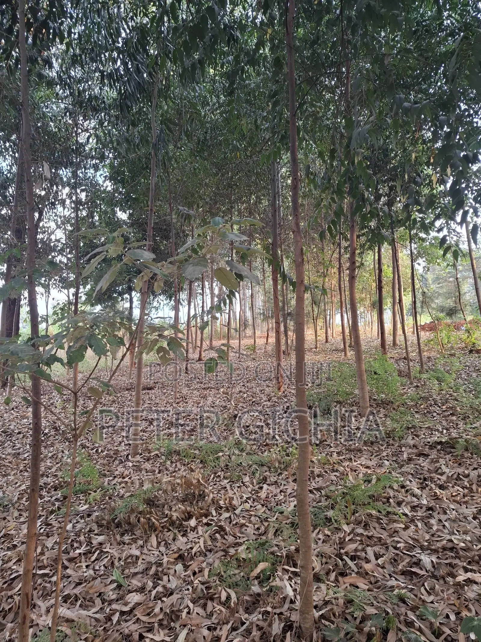 205 Construction Wood Props/ Mature Trees for Timber Extraction