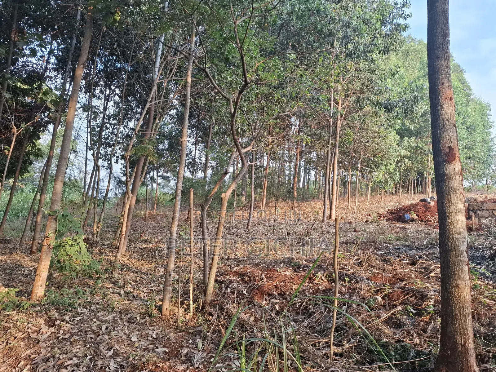 205 Construction Wood Props/ Mature Trees for Timber Extraction