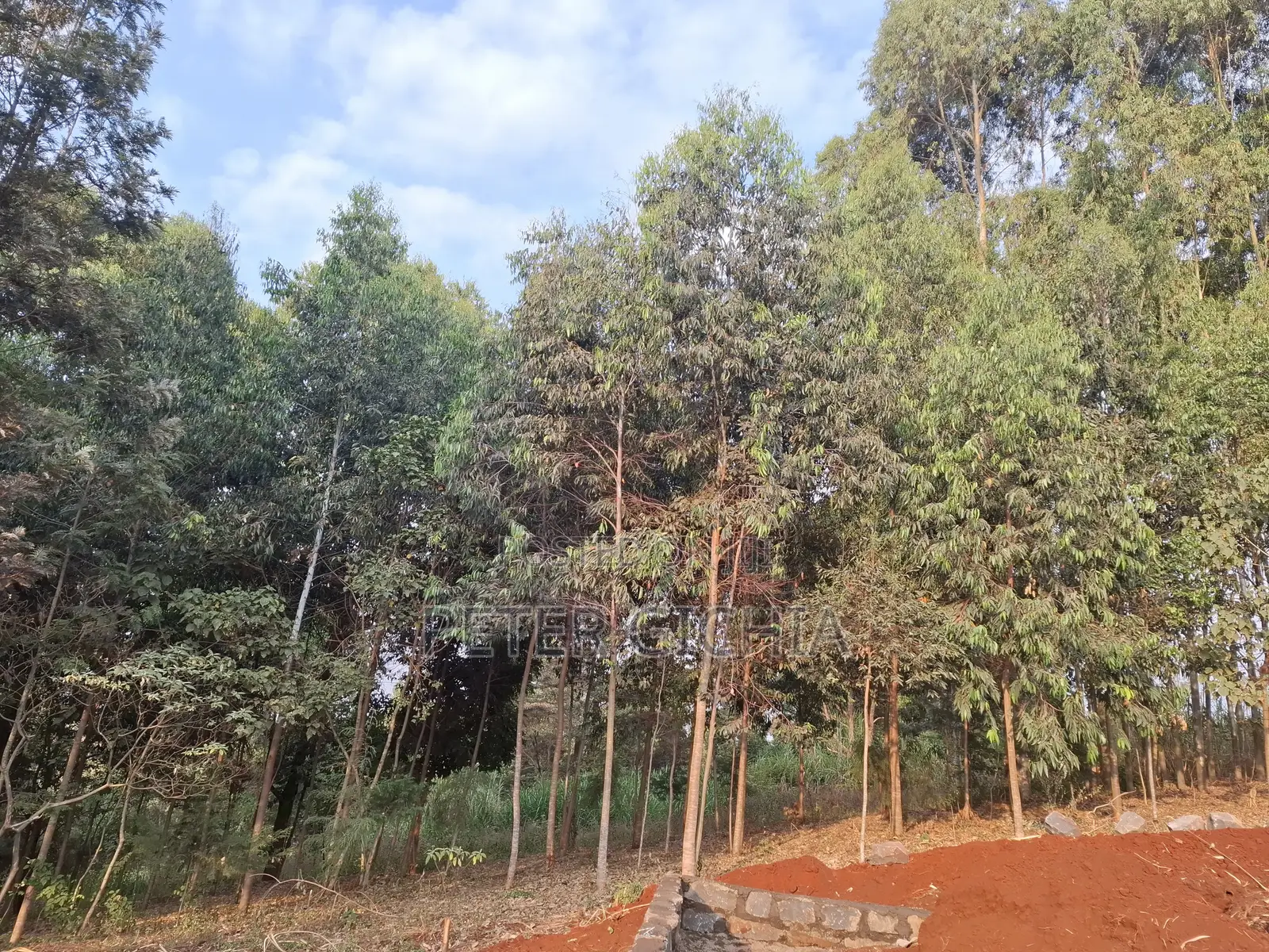 205 Construction Wood Props/ Mature Trees for Timber Extraction