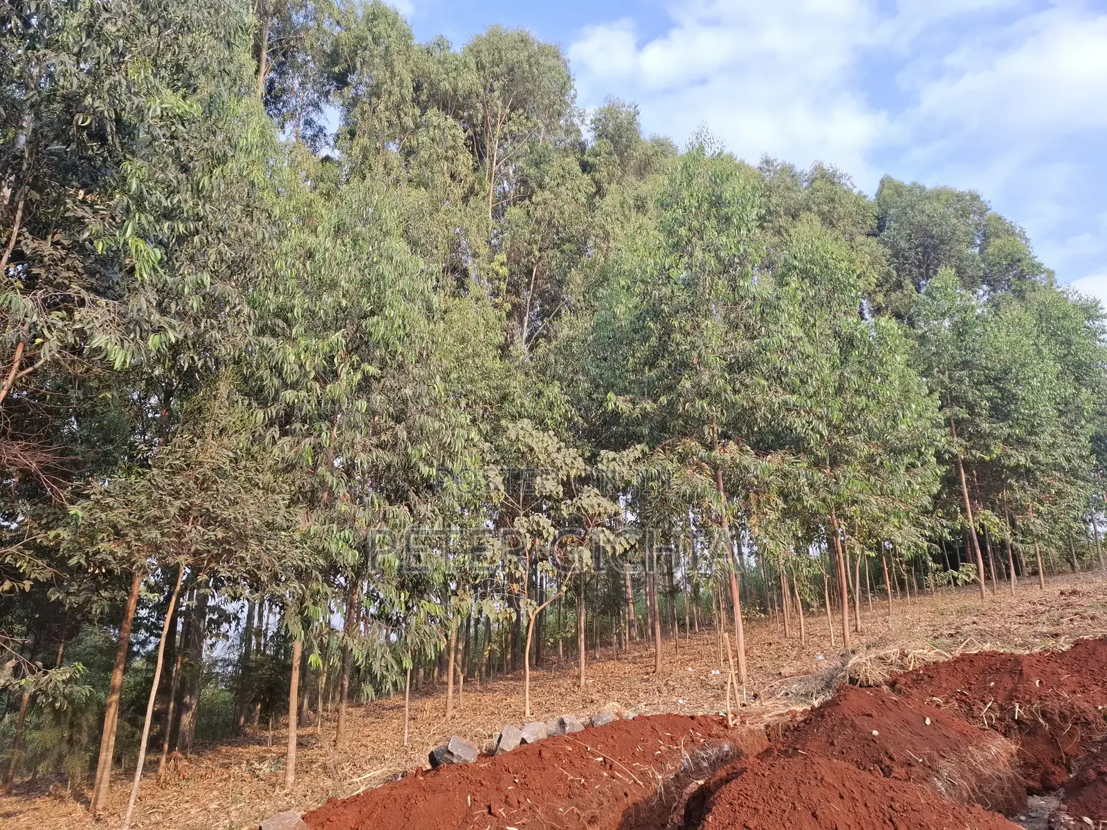 205 Construction Wood Props/ Mature Trees for Timber Extraction