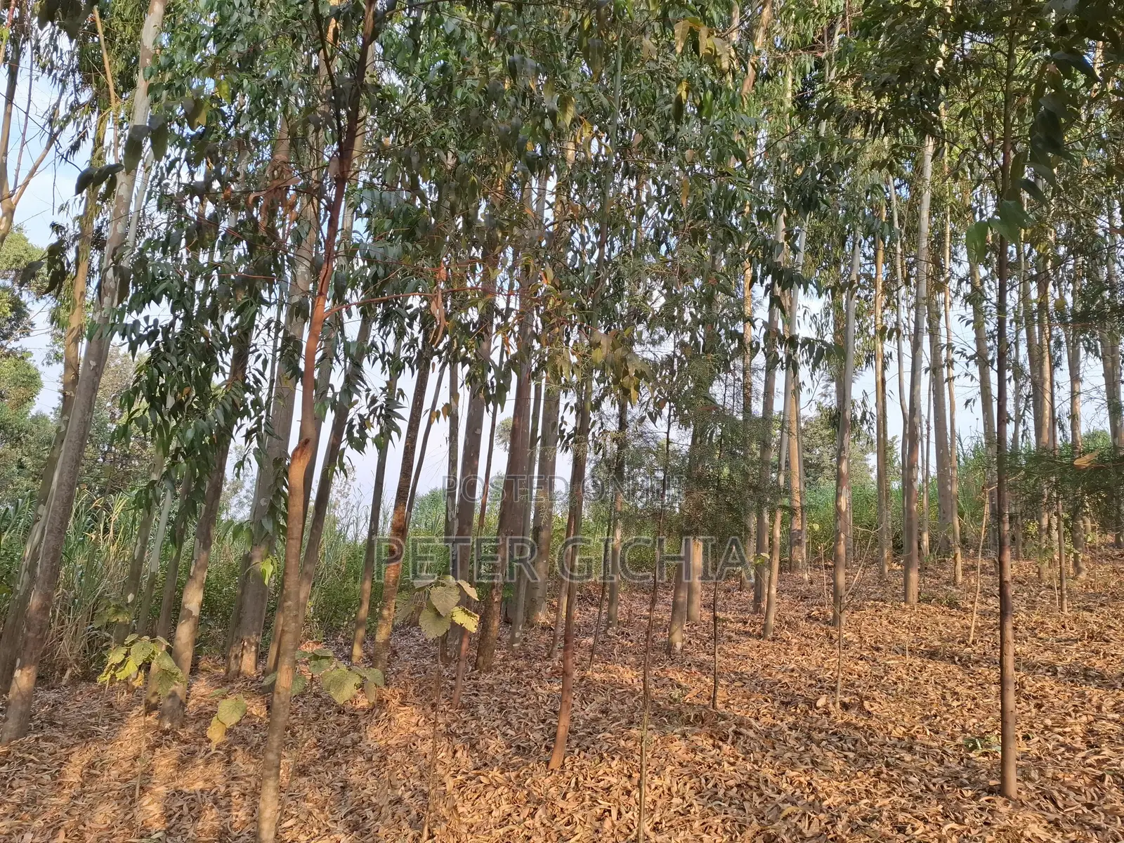 205 Construction Wood Props/ Mature Trees for Timber Extraction