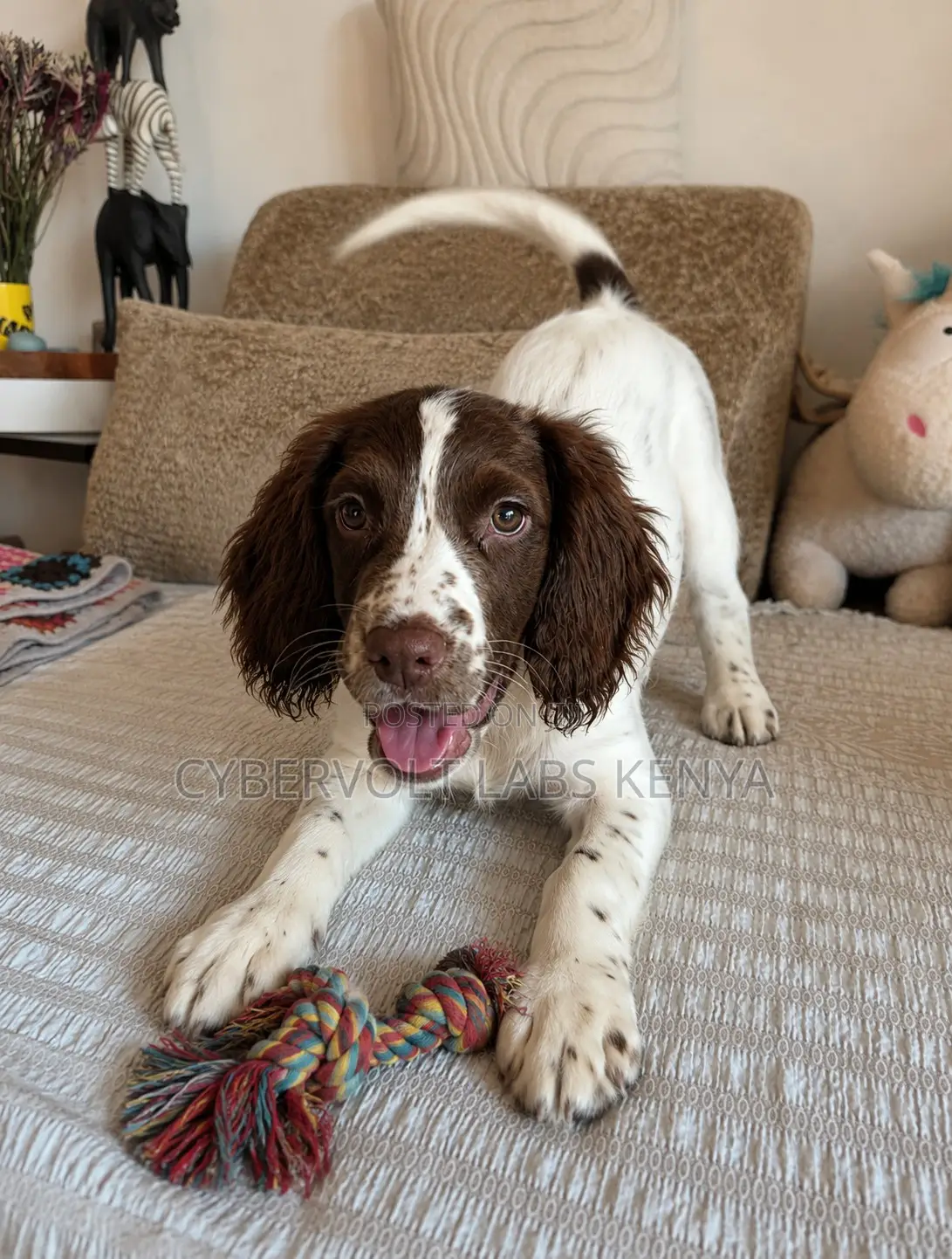 1-3 months Male Purebred English Springer Spaniel