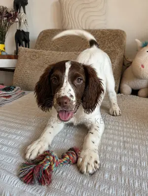 1-3 months Male Purebred English Springer Spaniel