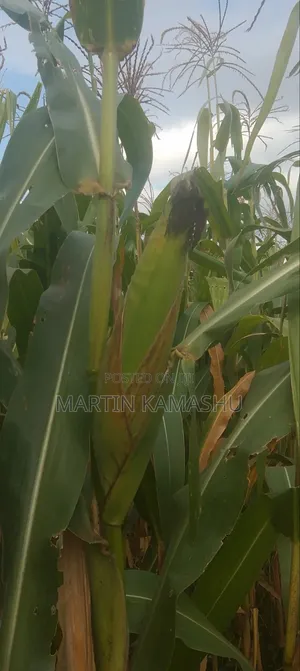 Maize Silage Corn