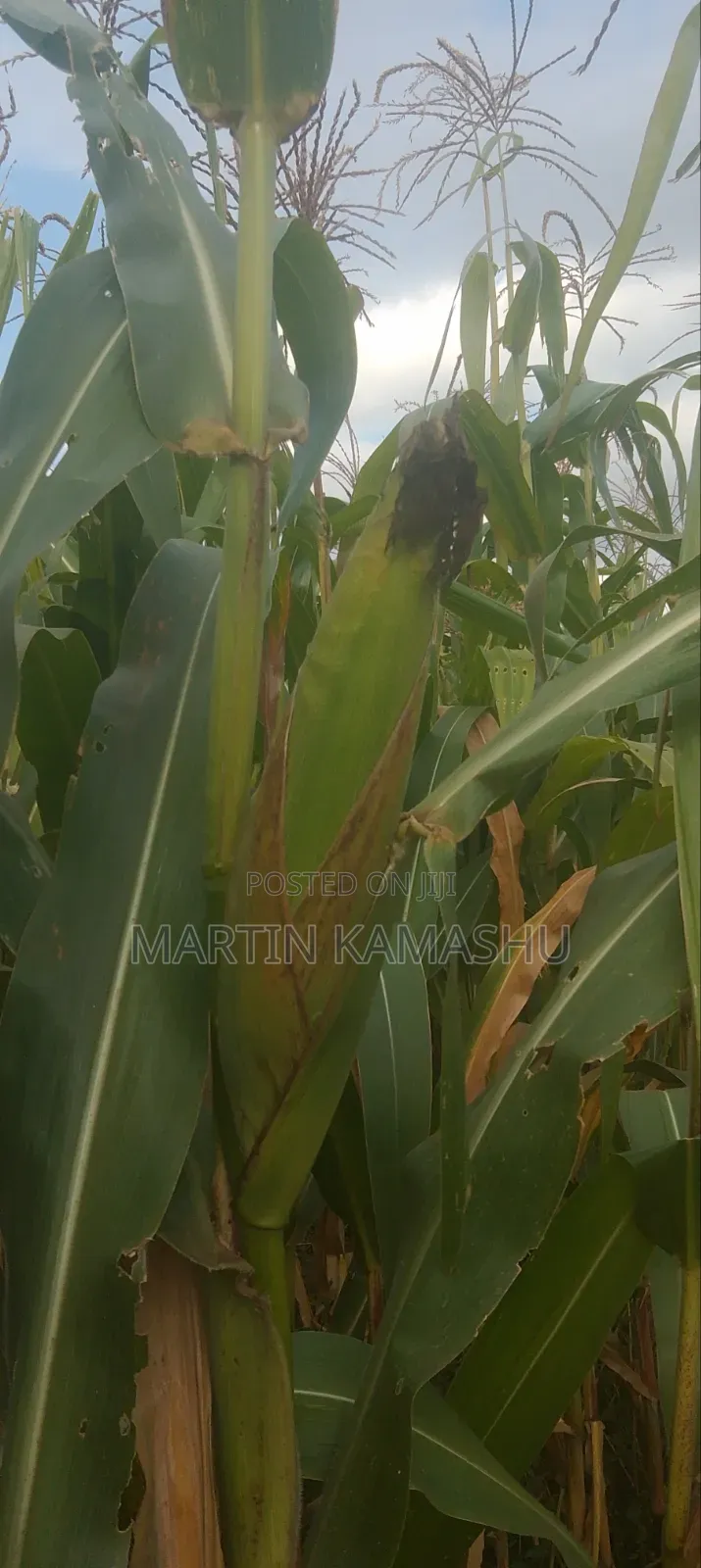 Maize Silage Corn