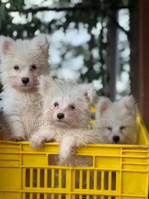 1-3 months Male Purebred Maltese