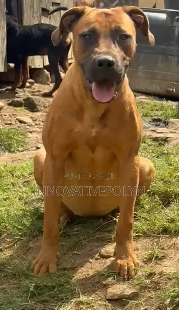6-12 months Female Purebred Boerboel