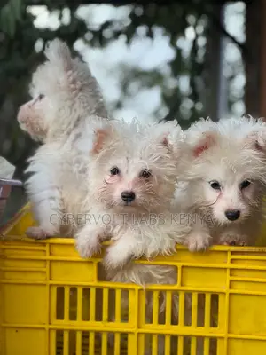 1-3 months Male Purebred Maltese