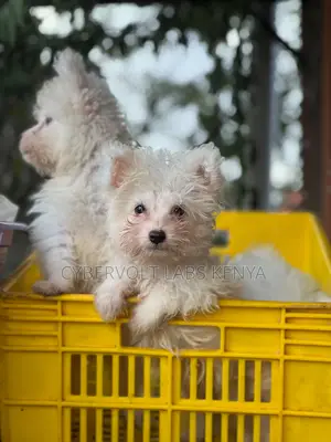 1-3 months Male Purebred Maltese