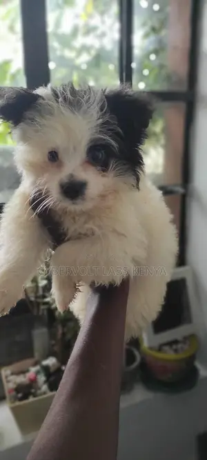 3-6 months Male Purebred Havanese