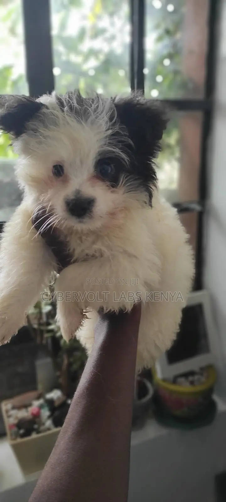 3-6 months Male Purebred Havanese