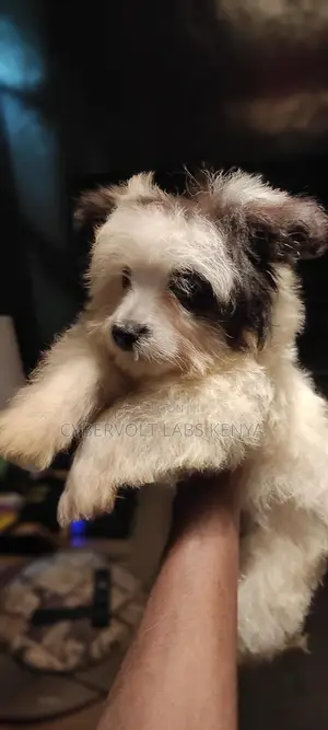 3-6 months Male Purebred Havanese