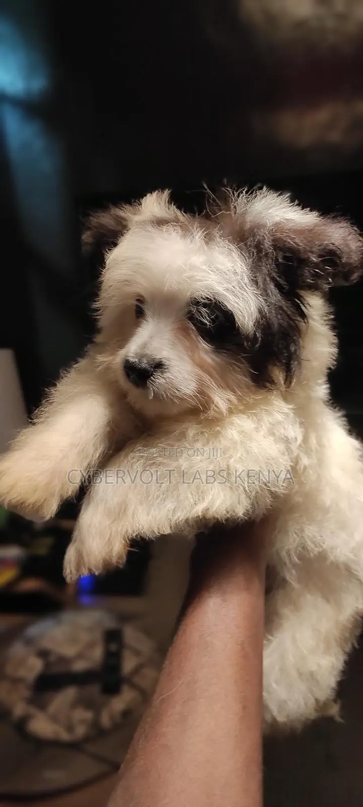 3-6 months Male Purebred Havanese